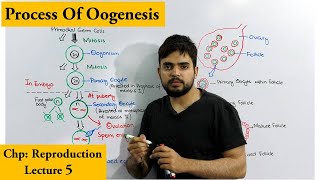 Oogenesis  How egg cells are produced [upl. by Rehpotsrihc]