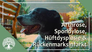 Arthrose Spondylose HD amp Rückenmarksinfarkt – Dexter´s Geschichte [upl. by Riana]