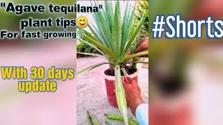 Tips for quotAgave tequilana plantquot fast growing Agave plant benefits  shorts [upl. by Mathews]