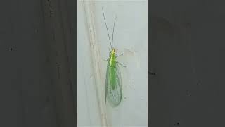 Chrysoperla carnea  Green Green Lacewing  Greeny Transparent Lacewing [upl. by Buyers]