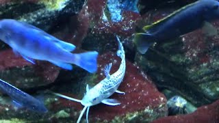 Pictus Catfish at Home in 75G Malawi Cichlid Tank [upl. by Crowns630]