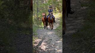 Baby Horse Goes Down Steep Hill [upl. by Anilehcim]