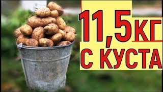 УРОЖАЙ КАРТОФЕЛЯ ВЕДРО С КУСТА ВЫРАЩИВАНИЕ КАРТОШКИ В ЯЩИКЕ [upl. by Alyal]