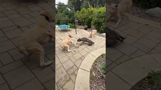 2 White Doberman vs 1 Pitbull [upl. by Melamed806]