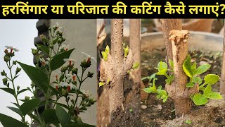 हरसिंगार की कटिंग लगाने का तरीकाParijat ki cutting kaise lagayeHarsingar plant kaise lagaen [upl. by Aillimac]