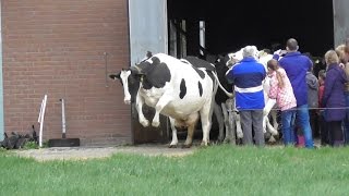 Koeiendans bij biologisch melkveebedrijf n Pol [upl. by Recha]