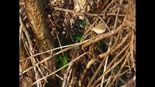 Siberian Chiffchaff calling [upl. by Alleuqcaj811]