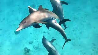 DOLPHINS MATING INCREDIBLE MOMENT [upl. by Arreic]