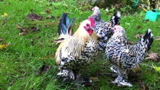 Lemon Millefleur Booted Bantams [upl. by Einnok]