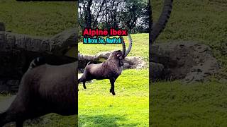 Alpine Ibex At Bronx Zoo😱 shorts [upl. by Ahsino]