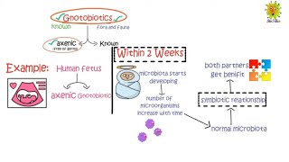 What is Gnotobiotic  immunology Lecture 1 [upl. by Annawahs]