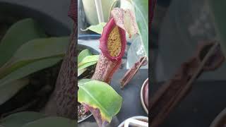 Nepenthes kantong semar [upl. by Alit769]