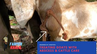 Treating Goats with Abscess amp Cattle Care [upl. by Bria798]