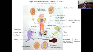 VSBooraZoology19 Periplaneta americana Cockroach6 Male Reproductive SystemUGC NET JRF [upl. by Shippee]