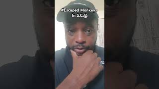 Escaped Monkeys in SC update [upl. by Sauveur89]