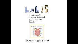 Gross Anatomy  Lab 15 amp L36 Peritoneal Cavity Review [upl. by Yrolam]