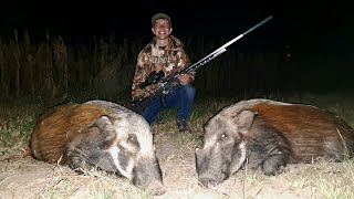 Bushpig hunting South Africa [upl. by Zaneta625]