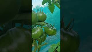 growing tomatoes at the allotment 🍅 shorts allotment gardening [upl. by Welsh]