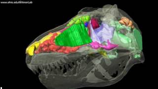 Dinosaur airheads  Tyrannosaurus  skull brain amp air spaces  yaw [upl. by Htebazie]