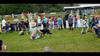 2024 First KWPNNA Fine Harness Trophy Competition at Live Oak Ocala FL [upl. by Aynotak]