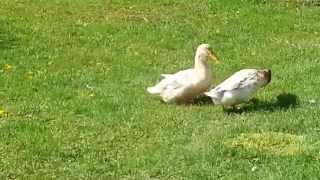 Saxony ducks mating ritual [upl. by Lovich]