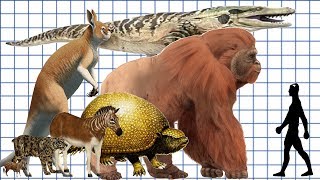 Cenozoic Beast A size comparison [upl. by Zebadiah516]