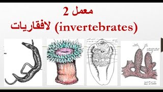 أسهل شرح لعملي لافقاريات parazoa amp metazoa [upl. by Kenley]