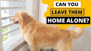 Can Golden Retrievers Stay Alone at Home [upl. by Leahcimdivad]