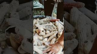 Making mushrooms out of corncob shorts [upl. by Soble]