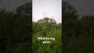 mikat burung punai [upl. by Sellihca]