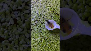 PLANTAS Flotantes Reproducción RÁPIDA 🍀🍀 aquarium guppy fish peces bettafish snail pez [upl. by Conger]