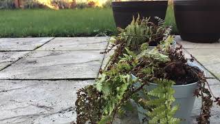 FERN PRUNINGDRYOPTERIS AFFINIS spring care [upl. by Olonam]