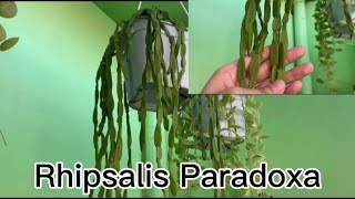 Plant Feature 5 Rhipsalis Paradoxa [upl. by Tommi980]