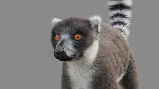 Ring Tailed Lemur Hair using Ornatrix 62  3ds max 2020 and VRay 50 [upl. by Seldon]