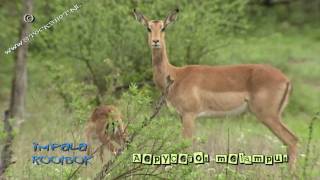 Impala baby in Kruger park  rooibok  Aepyceros melampus [upl. by Aryam37]