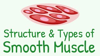 Structure and Types of Smooth Muscle  Multi Unit Smooth Muscles vs Unitary Smooth Muscles [upl. by Akemal995]