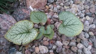 Odcinek 95 Brunera wielkolistna Jack Frost Brunnera macrophylla Jack Frost [upl. by Morgan]