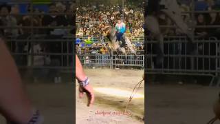 JARIPEO EXTREMO JUAN CARACHEO VS TORO AMOR SALVAJE🐂💥 jaripeo shorts [upl. by Asirac]