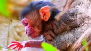 Stop Stress and Relax With Newborn Baby Monkey Moments [upl. by Daniel]