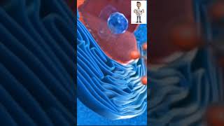 Novel Drug Delivery System 3D animation video shorts animation [upl. by Etrem]