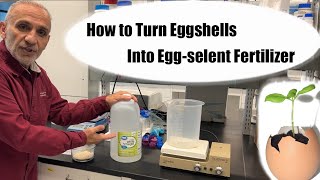 How to Make Calcium Rich Fertilizer Using Eggshells and Vinegar [upl. by Cirdor]