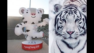 The white tiger is a national symbol of South Korea Soohorang is the mascot for the Winter Olympics [upl. by Nalani]