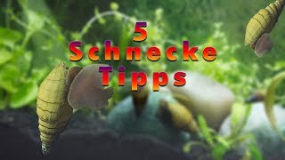 5 Aquarien Schnecken Tipps [upl. by Helen]