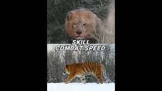 siberian tiger vs african lion [upl. by Outlaw523]