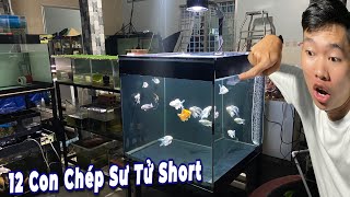 Review Bầy Cá Chép Sư Tử Của Thịnh Đạt [upl. by Luo519]