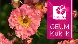 Kuklik Geum  Oferta i zalecenia uprawowe  VITROFLORA [upl. by Iddo831]