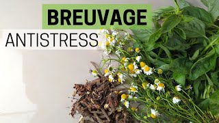 Remède contre le stress 🧘‍♀️ 3 plantes antistress 🌿 [upl. by Attiuqehs]