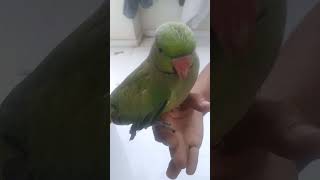 Main Tota Main Tota Hare Rang Ka Main Tota parrot parrotlover mittu subscribe youtubeshorts [upl. by Haynes]