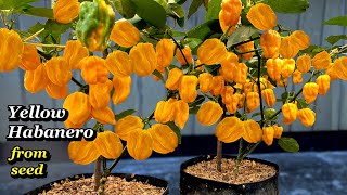 Growing Yellow Habanero Peppers from Seed  Step by Step [upl. by Marissa563]