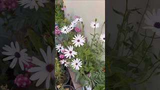 15 Winter Flowering Plants gardening flowers winter grow trending instagram youtube [upl. by Sibeal585]